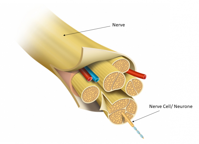 What Is A Bundle Of Nerves Called